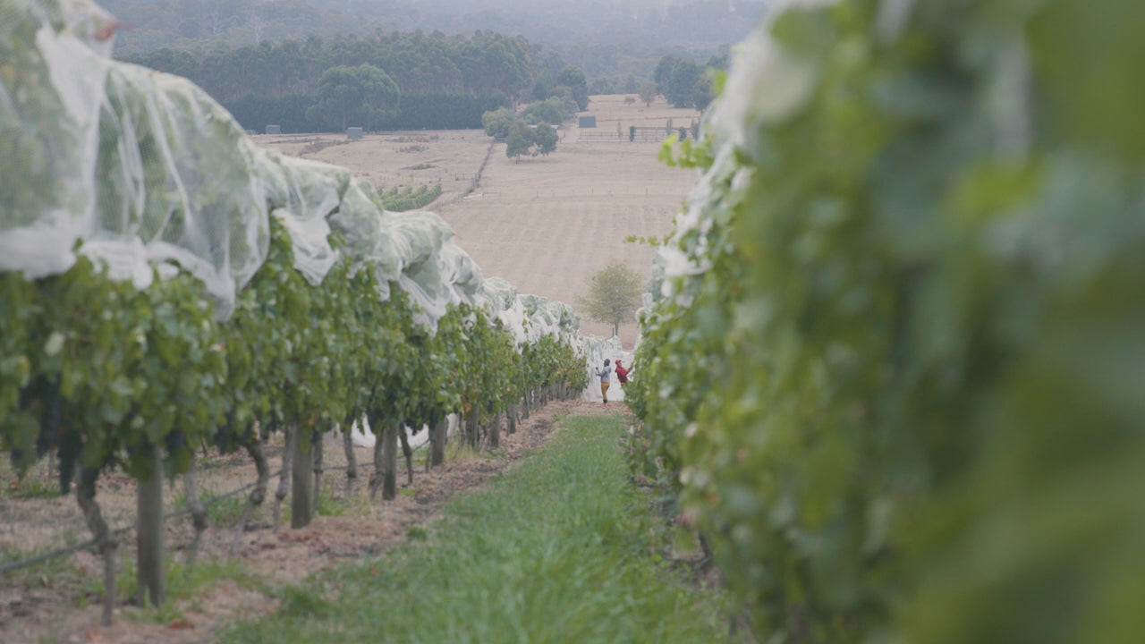 A video on the story of how Four Pillars Gin's Bloody Shiraz Gin came to be with Cameron Mackenzie.